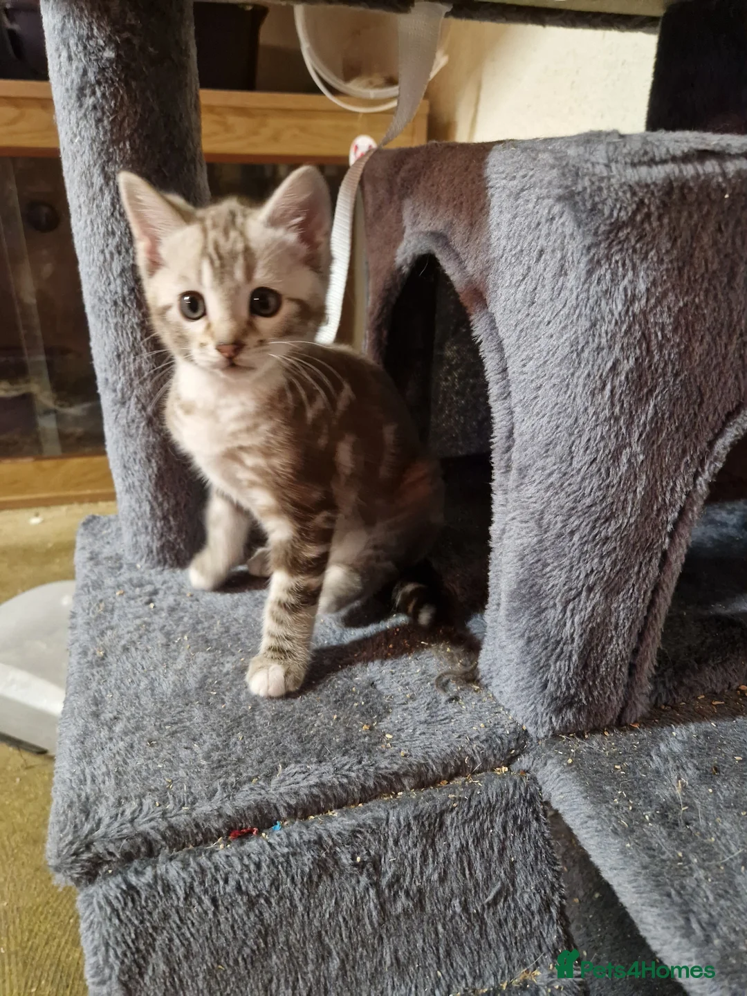 Bengal cats for sale: 3 quarter bengal babies  - Advert 1