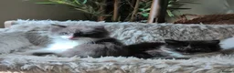 Maine Coon cats for sale: Two beautiful girls available  - Advert 9