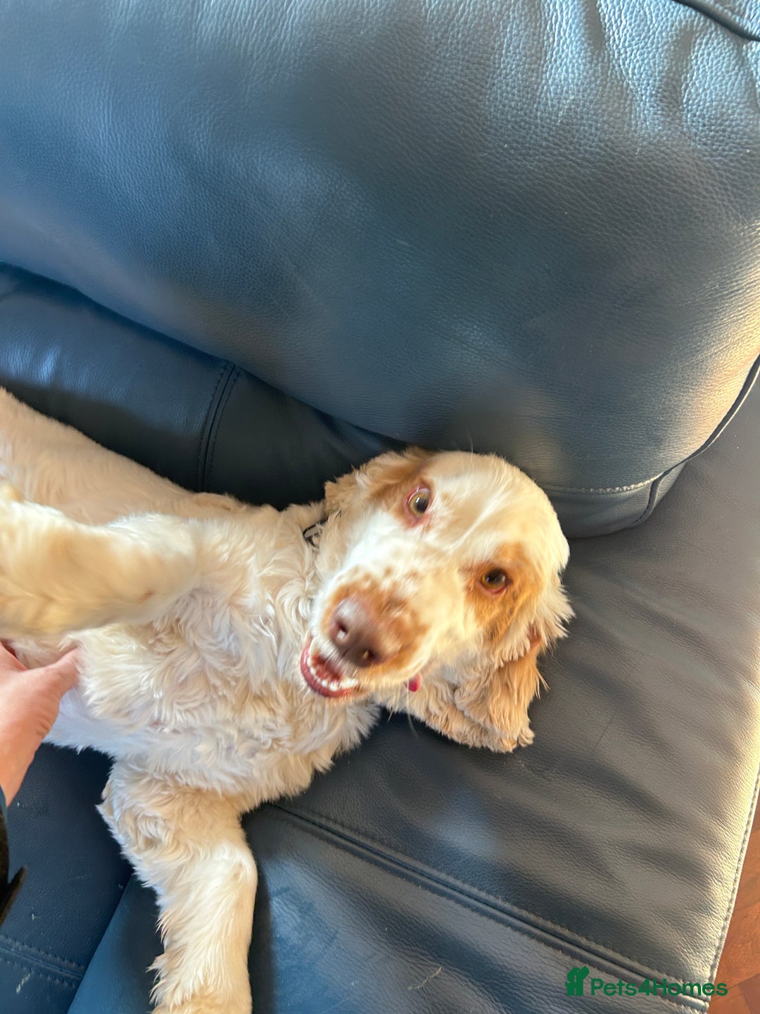 Cocker Spaniel dogs for sale: 3 year old show type cocker Boy - Image 4