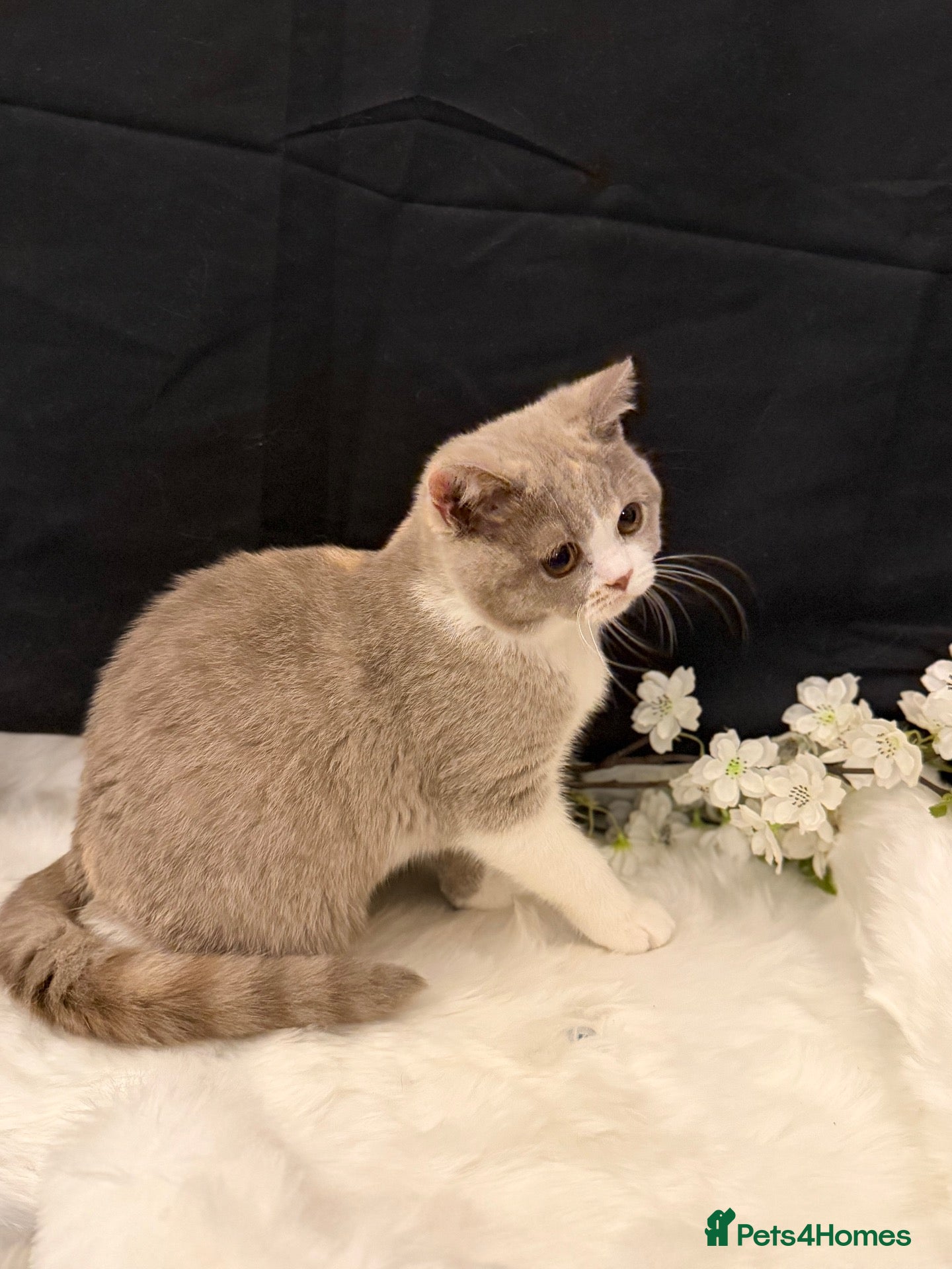British Shorthair cats READY NOW - REGISTERED FULL PEDIGREE BSH - Advert 1