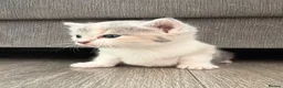Mixed Breed cats for sale: 4 beautiful mixed breed kittens  - Advert 7