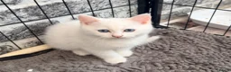 Persian cats for sale: 4 beautiful Persian x kittens, ready now - Advert 23