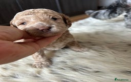 Cavapoo dogs for sale: 💕🐾 Tiny Paws, Big Heart 🐾💕Toy Cavapoo  - Image 16
