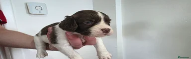 Sprocker Puppy 6