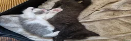 British Shorthair cats for sale: Beautiful blue little girl  - Advert 22