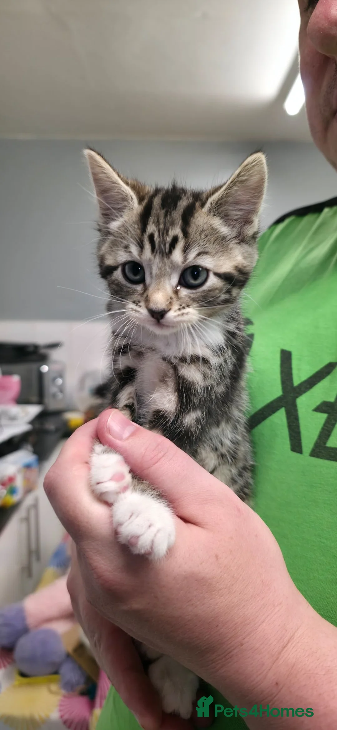 Mixed Breed cats for sale: 6 beautiful baby kittens/ mum x bengal - Advert 14