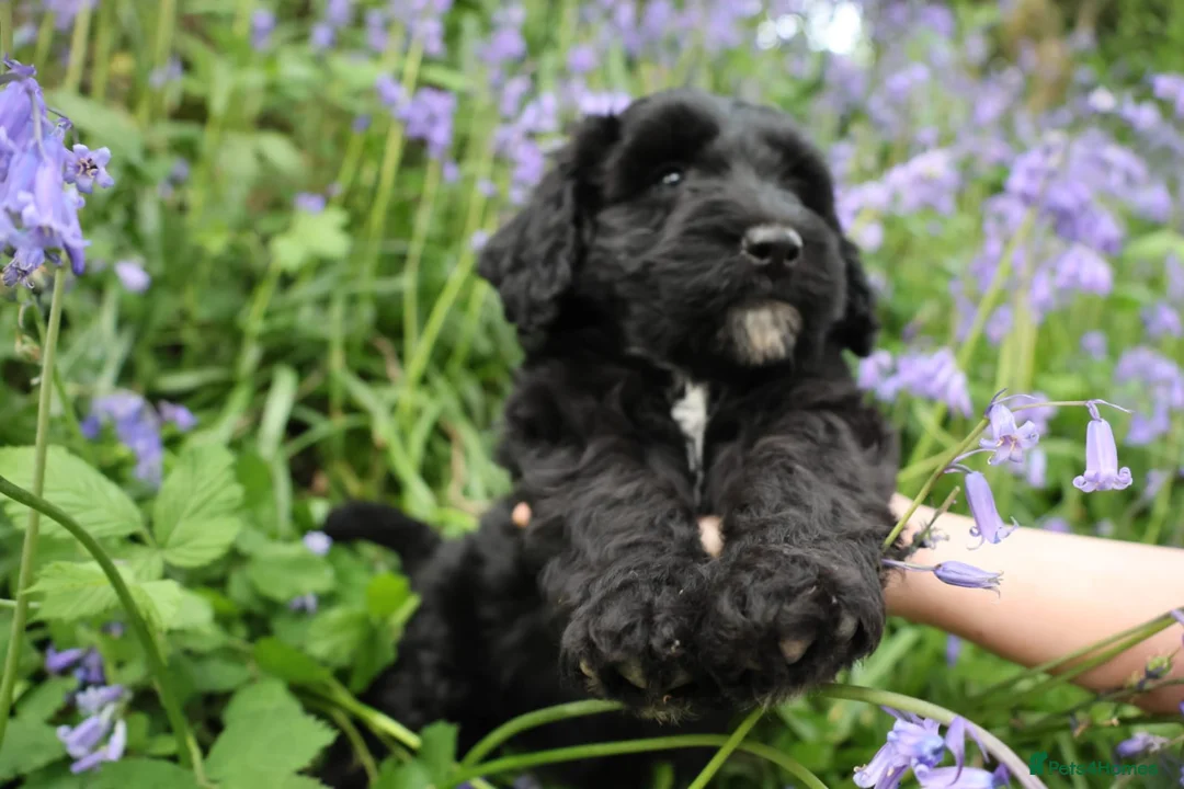 Bordoodle dogs for sale: Intelligent, affectionate, and low-shedding breed - Advert 1