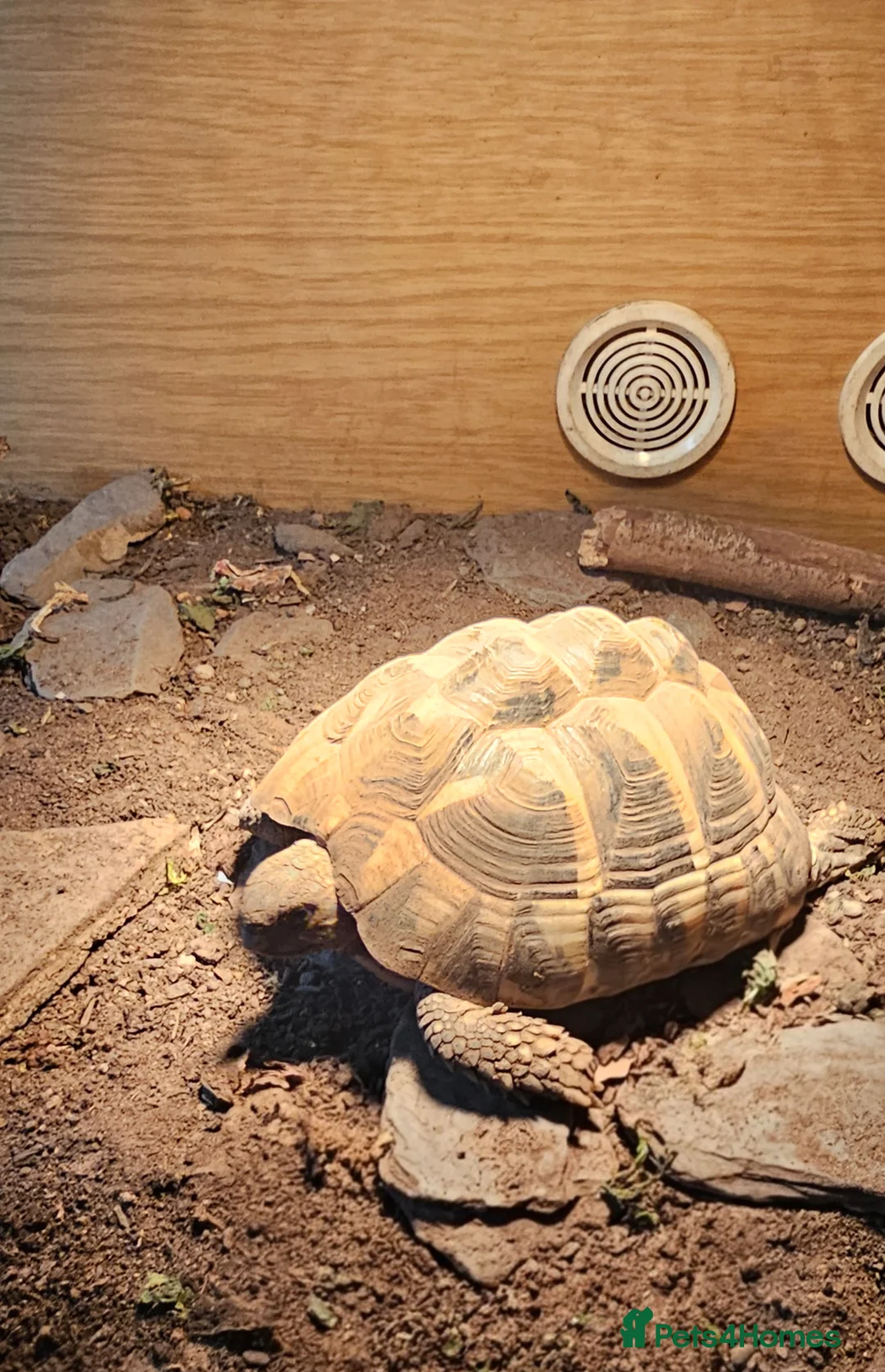 Hermann Tortoise reptiles for sale: Hermann tortoise. - Advert 1