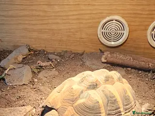 Hermann Tortoise reptiles Hermann tortoise. - Advert 1