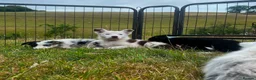 Border Collie dogs for sale: 5 Beautiful Border Collie, Blue Merle - Advert 8