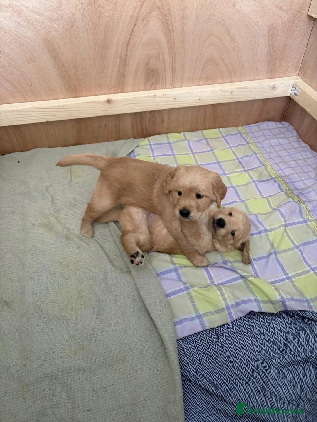 Golden Retriever dogs for sale: Beautiful Golden Retriever Puppies - Advert 2