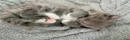 Mixed Breed cats for sale: Ragdoll mix mother 4 kittens - Advert 7