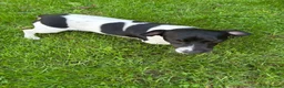 Jack Russell dogs for sale: Jack Russell pups  - Advert 10