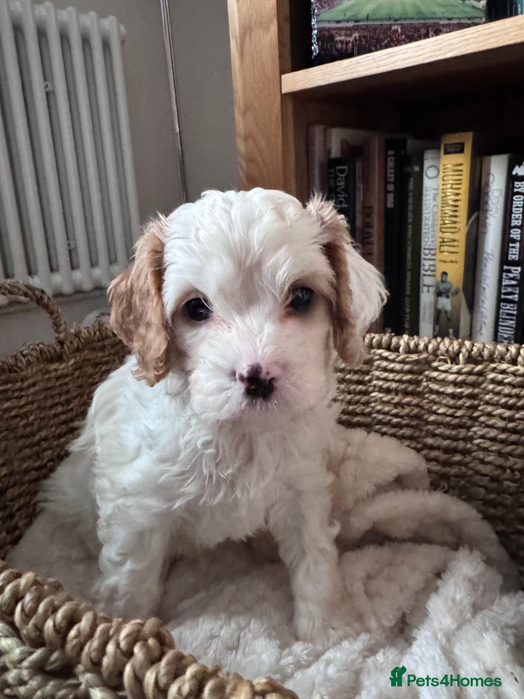 Cavapoo dogs for sale: Stunning F1 Toy Cavapoo puppies  - Advert 5