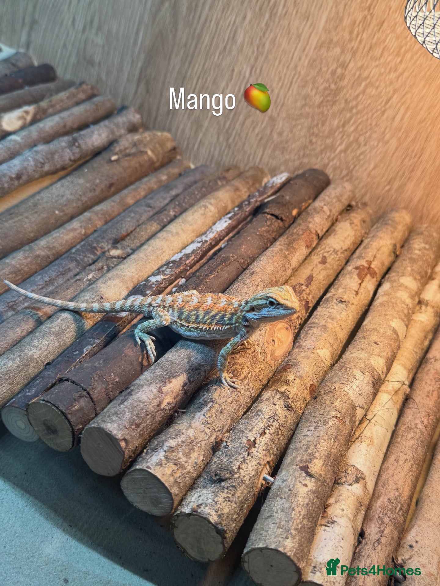 Bearded Dragon reptiles for sale: Bearded dragon + set up included - Advert 1