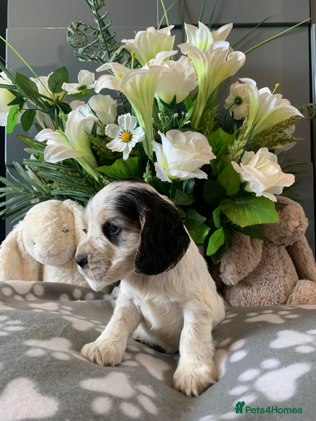 Cocker Spaniel dogs for sale: Health tested KC reg show type cocker spaniels  in Abergele - Image 31