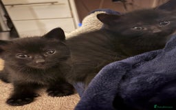 British Shorthair cats for sale: 3 beautiful black kittens for sale  - Advert 3
