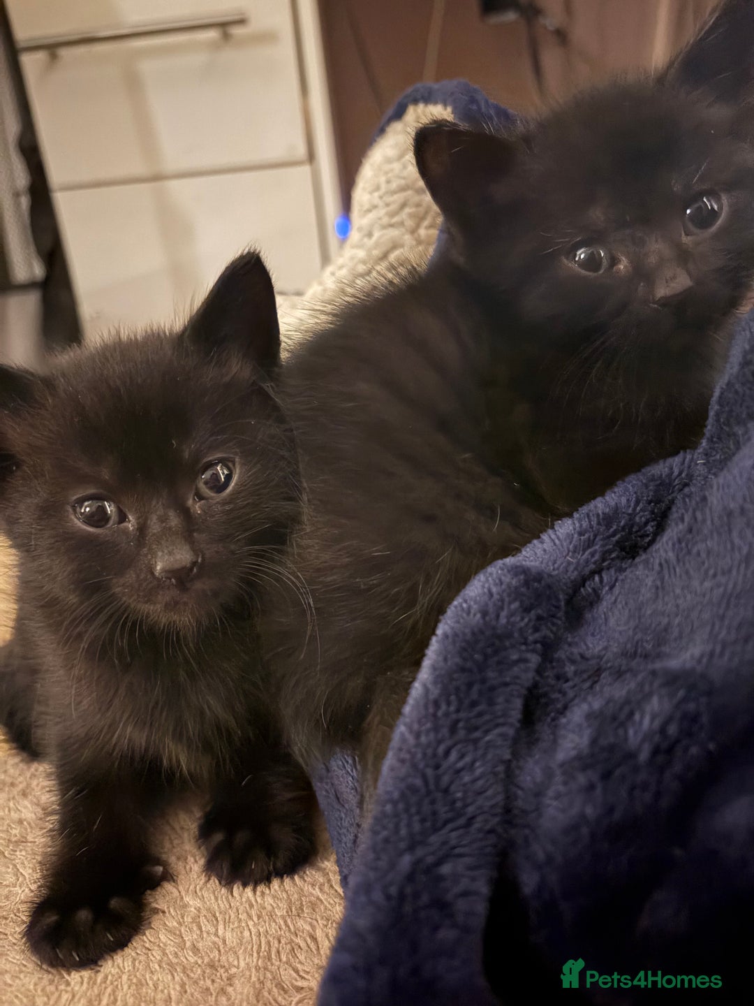 British Shorthair cats for sale: 3 beautiful black kittens for sale  - Advert 3