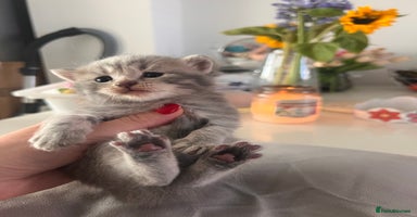 British Shorthair cats - Advert 8