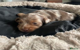 Miniature Dachshund dogs for sale: Kc reg choclate & tan dapple male dachshund  - Image 5