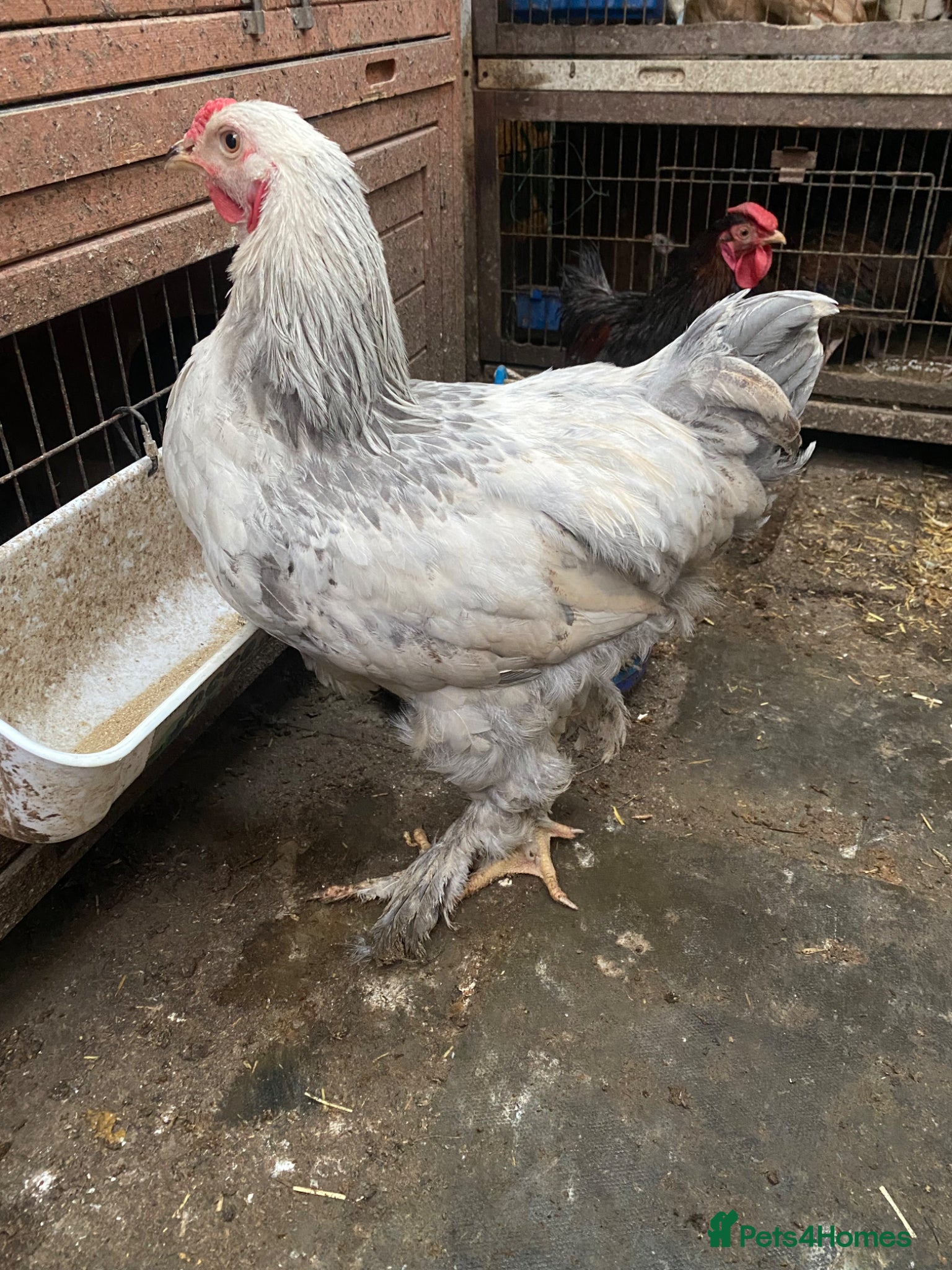 Chickens poultry Beautiful chicken  - Advert 12