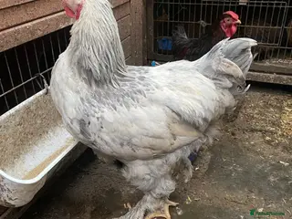 Chickens poultry Beautiful chicken - Advert 2