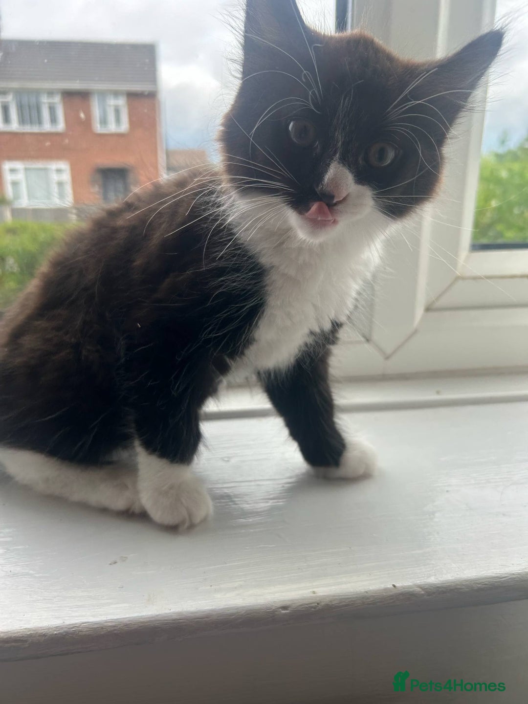 Mixed Breed cats for sale: Half Maine coon - Image 2