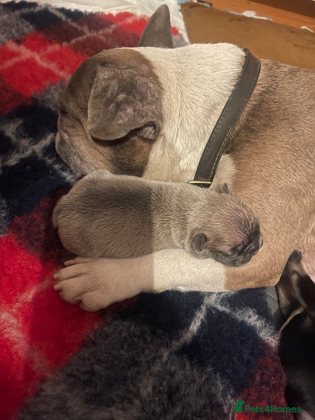 French Bulldog dogs for sale: French bulldog - Image 6