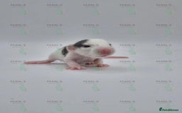 Rat rodents for sale: Our latest litter from Pearls Rodents - Image 10