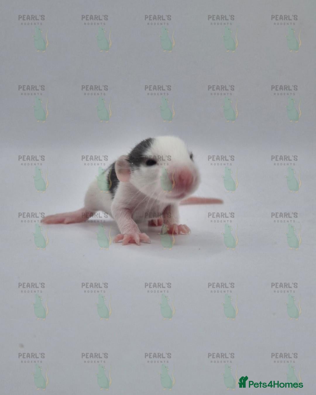 Rat rodents for sale: Our latest litter from Pearls Rodents - Image 10