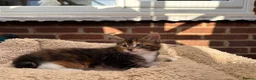 Maine Coon cats for sale: Maine Coon kittens 1 girl & 4 boys 😊 - Advert 8