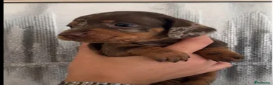 Miniature Dachshund 2