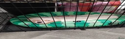 Bichon Frise dogs for sale: Bichon frise puppy forsale  - Advert 1