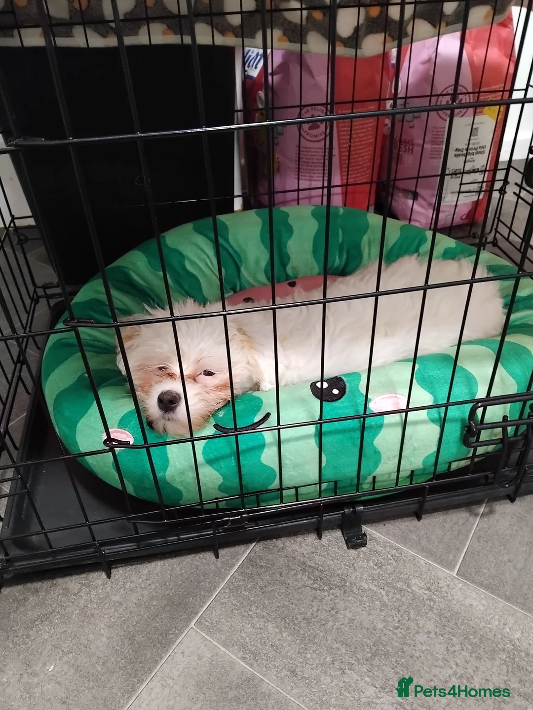 Bichon Frise dogs for sale: Bichon frise puppy forsale  - Advert 1