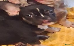 French Bulldog dogs for sale: 4 beautiful French Bulldog  - Advert 8