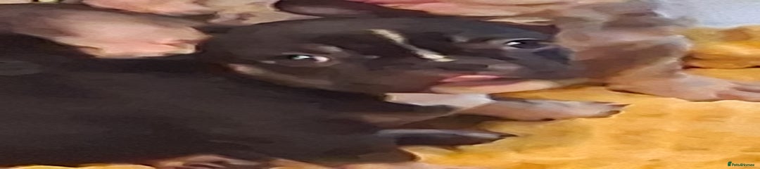 French Bulldog Puppy 4