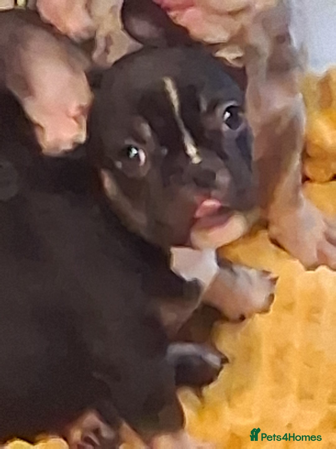 French Bulldog dogs for sale: 4 beautiful French Bulldog  - Advert 8