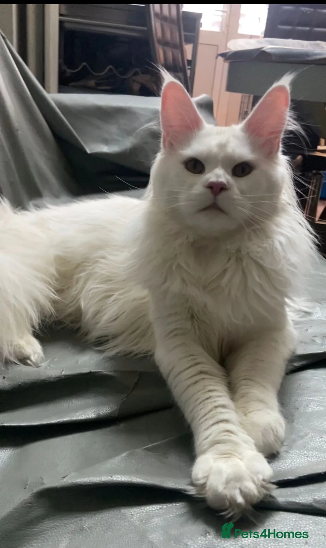 Maine Coon cats for sale: ✨ Stunning White Maine Coon Boy – 10 Months ✨ - Advert 7
