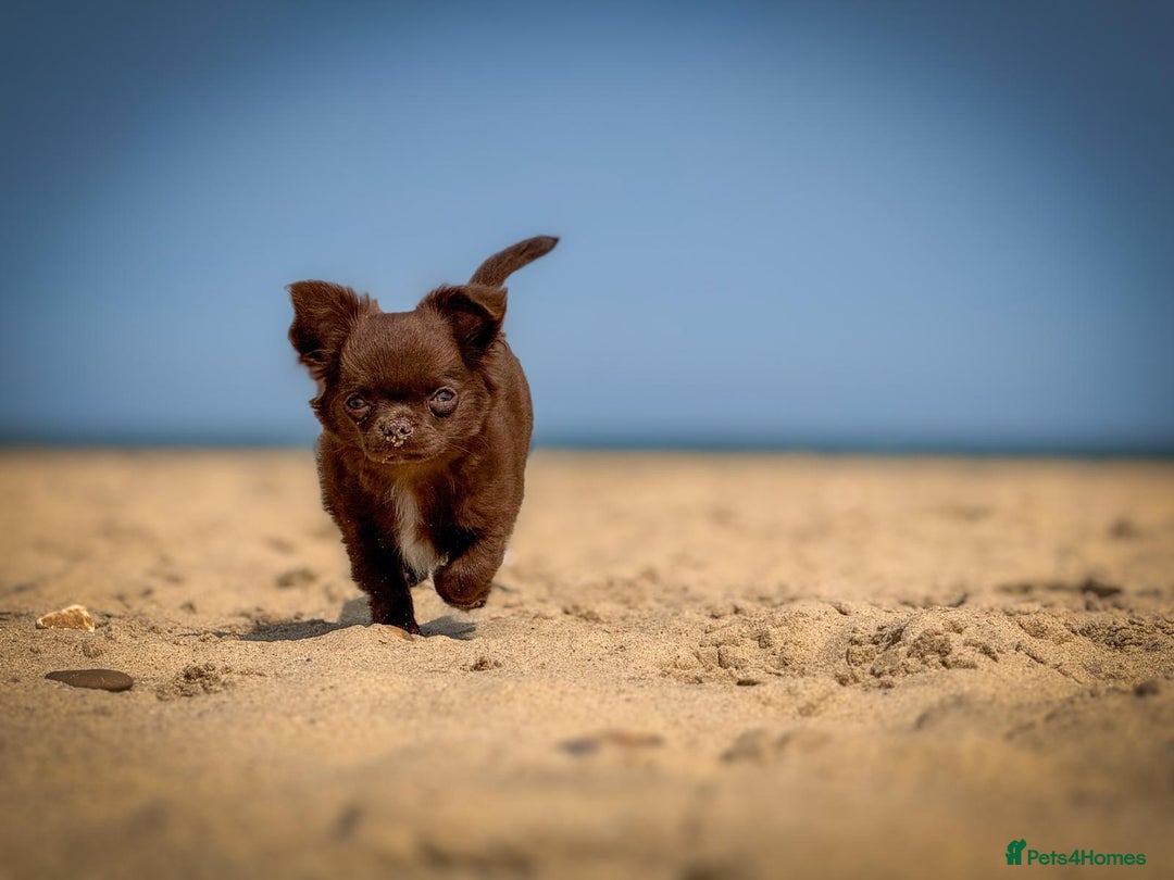 Chihuahua dogs for sale: KC reg LC choc boy - health tested parents  - Image 4