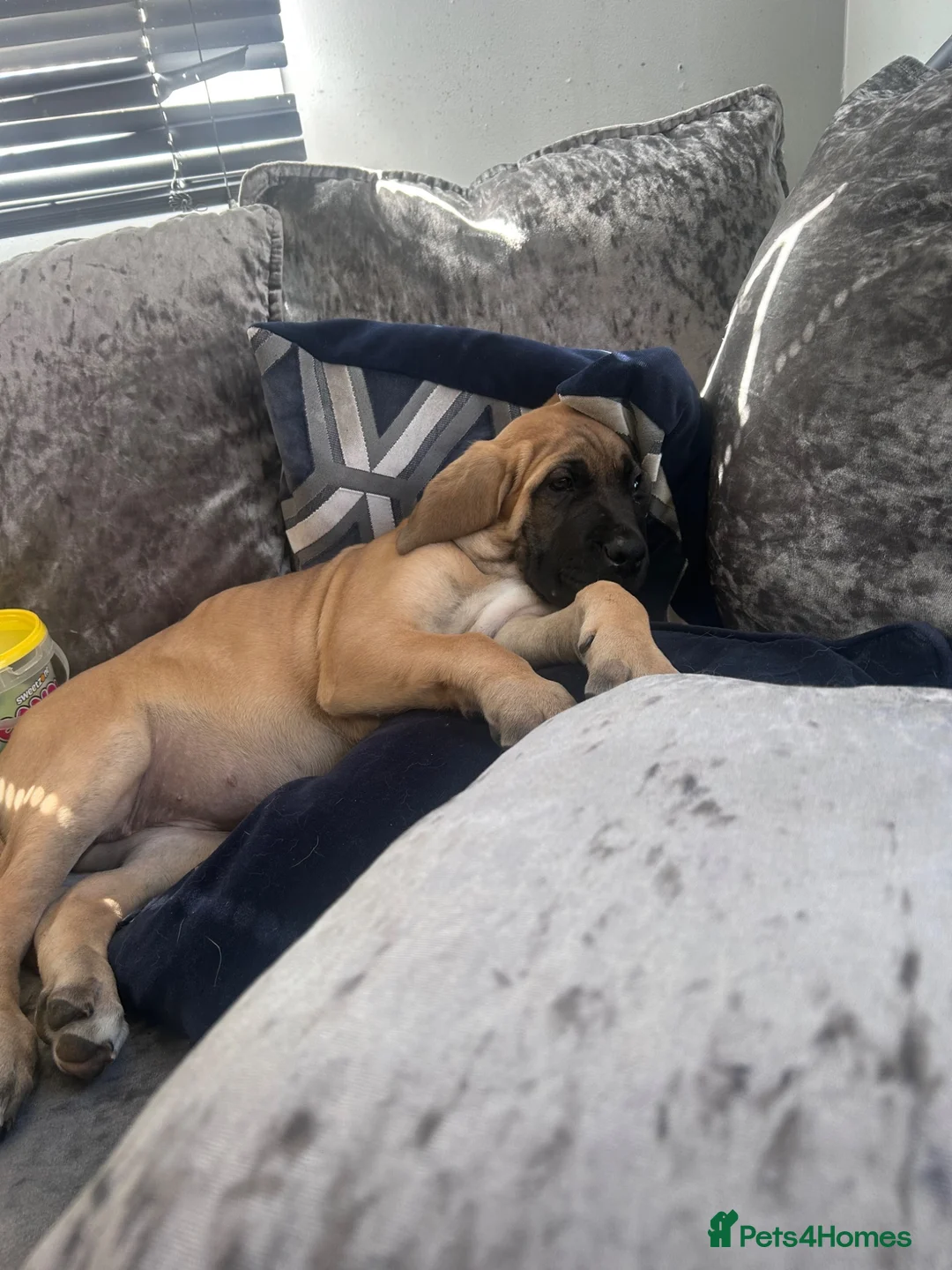 Mixed Breed dogs for sale: Old English mastiff still available  - Advert 1