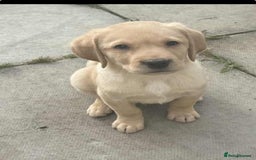 Labrador Retriever dogs for sale: Lab pups - Image 4