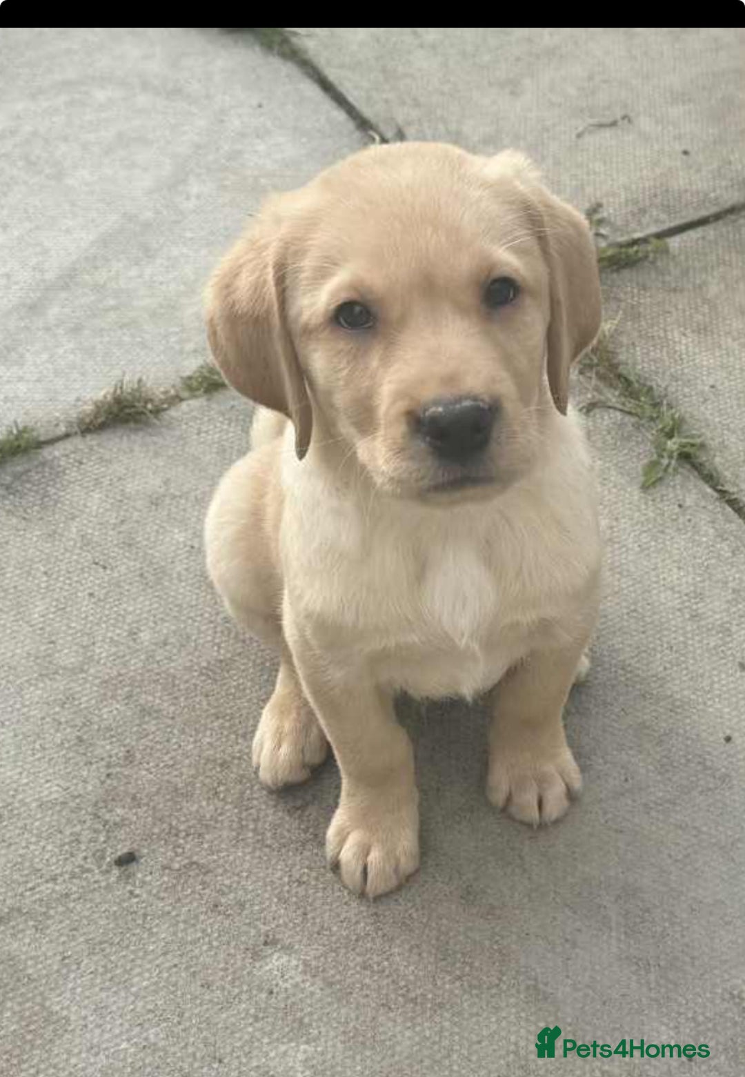 Labrador Retriever dogs for sale: Lab pups - Image 4
