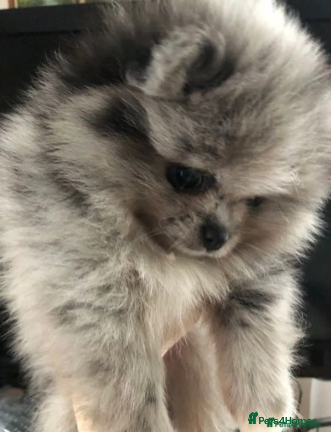 Pomeranian dogs for stud: 💚 RUSSIAN CHOC MERLE 🧸BEAR POM CARRY LILAC/TAN💚 in Romford - Advert 15