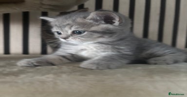 Scottish Fold cats - Advert 1