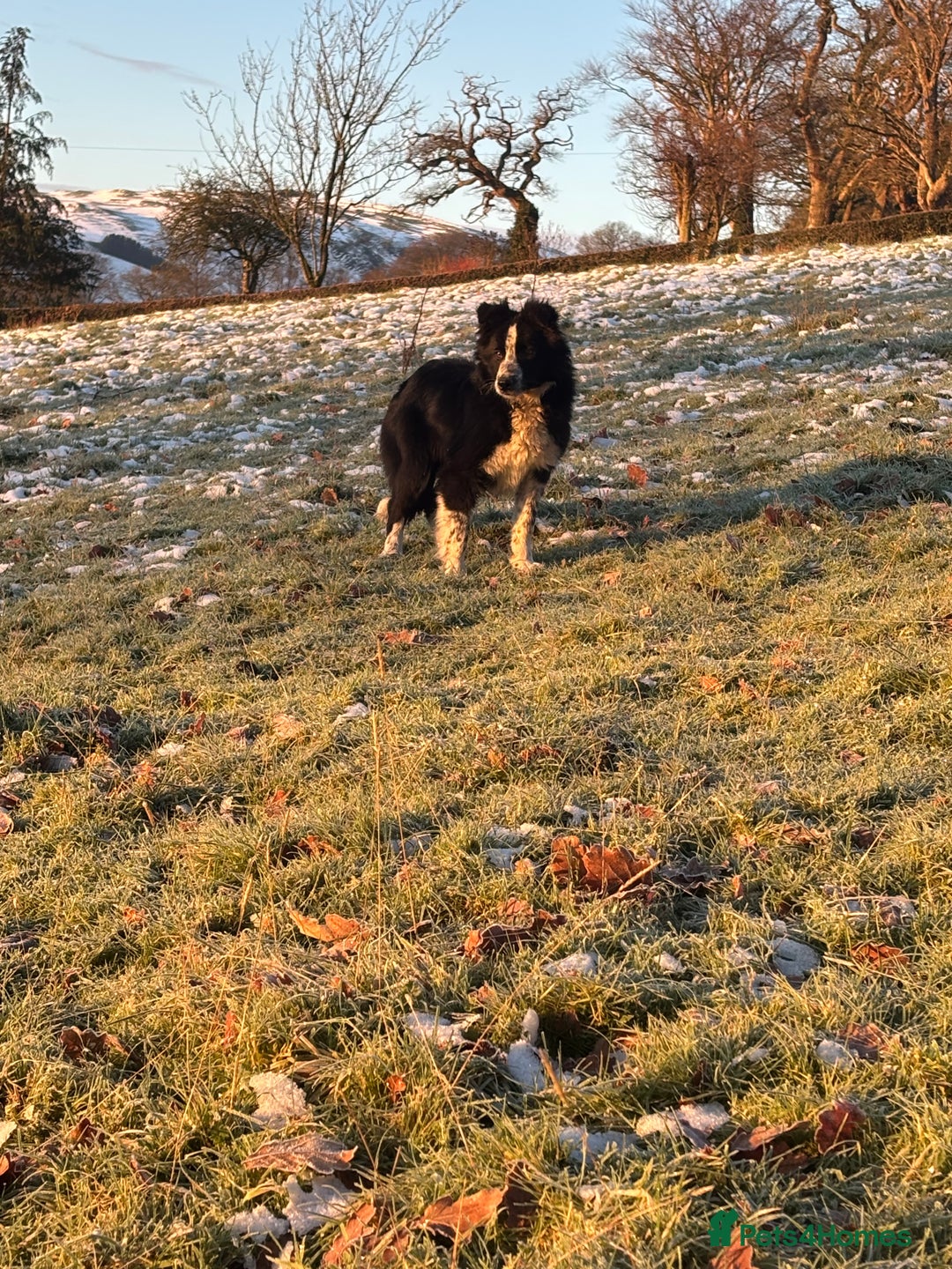 Border Collie dogs for sale:  Collie bitch - Advert 3