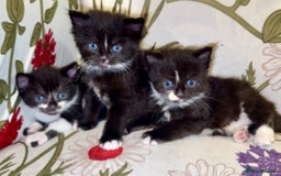 Mixed Breed cats for sale: 5 Beautiful Black & White Kittens Available  - Image 3