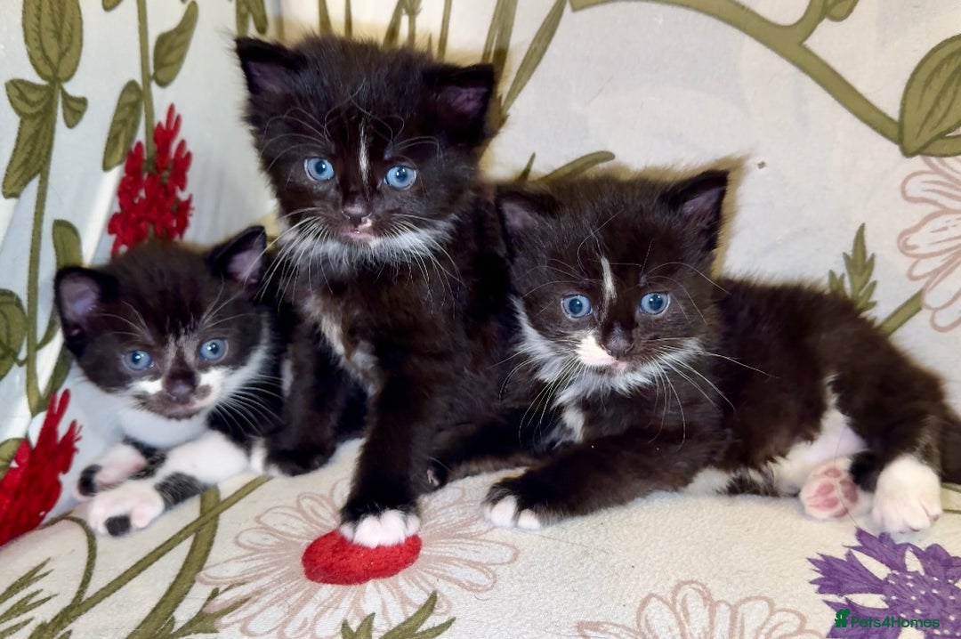 Mixed Breed cats for sale: 5 Beautiful Black & White Kittens Available  - Image 3