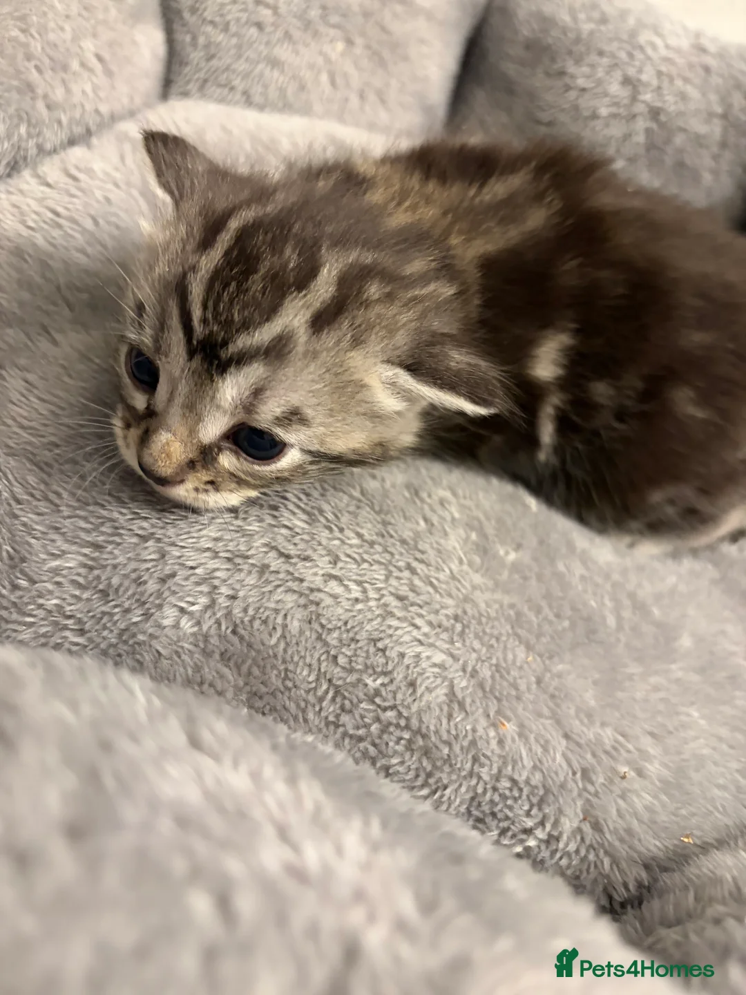 Bengal cats for sale: 3 beautiful kittens  - Advert 16