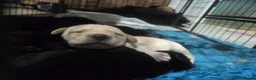 Labrador Retriever dogs for sale: Labrador puppys from working parents  - Advert 1
