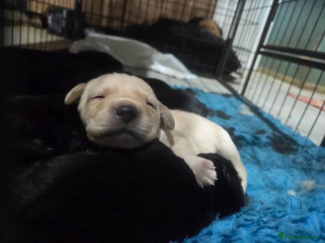 Labrador Retriever dogs for sale: Labrador puppys from working parents  - Advert 1